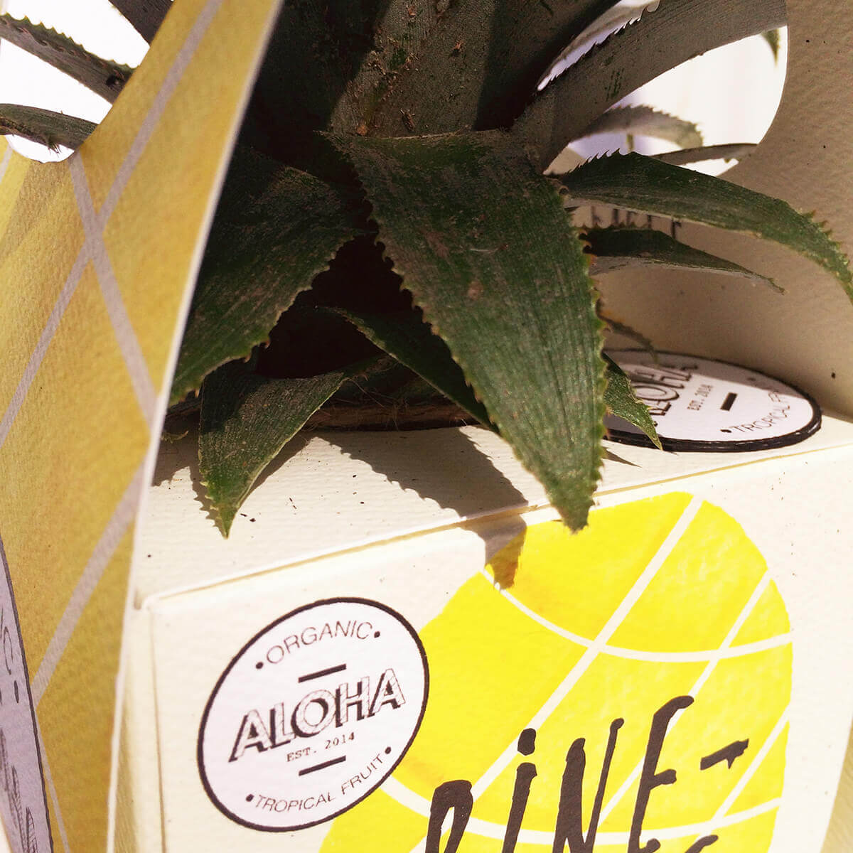 Packaging ALOHA Packaging Ninette Saraswati ALOHA