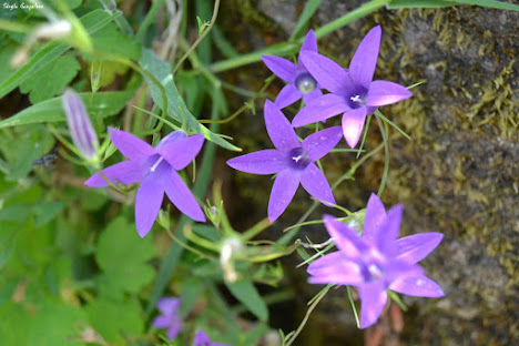 Campainhas (Campanula lusitanica)