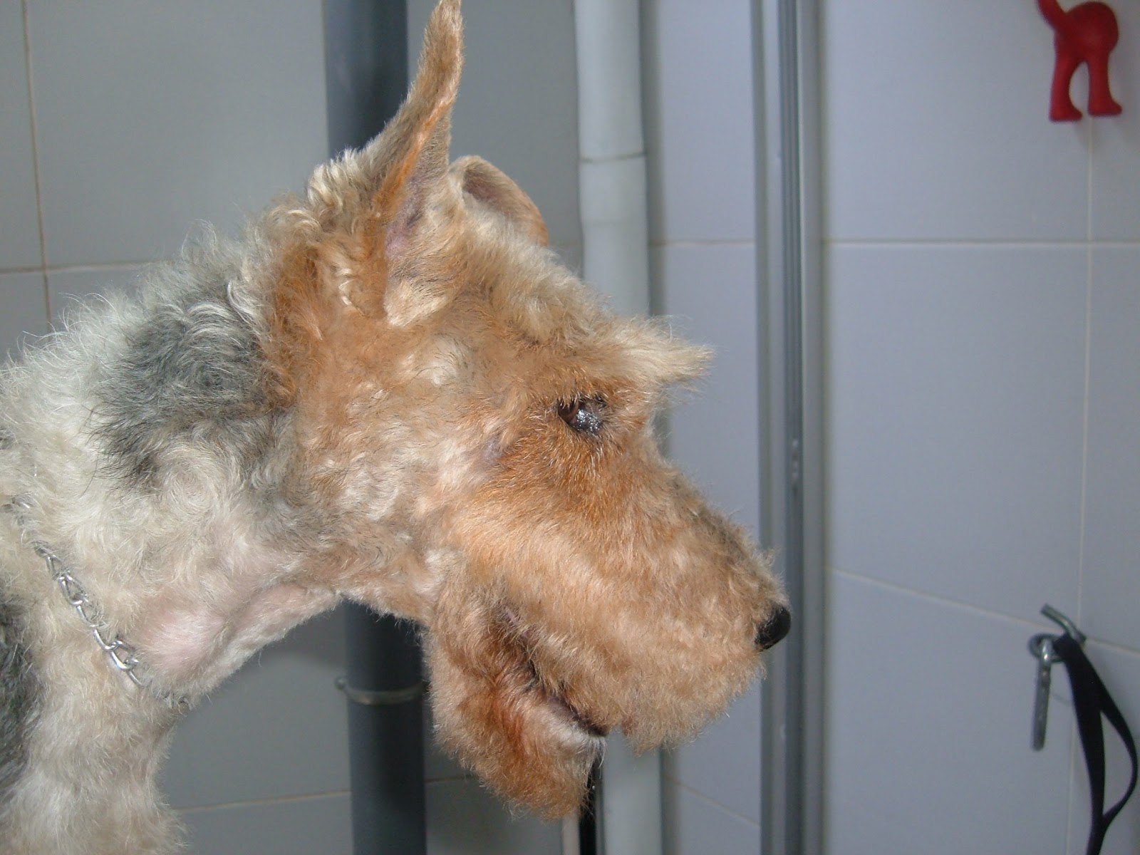 Claudia Mateus: Fox Terrier - O cão do Tim-Tim