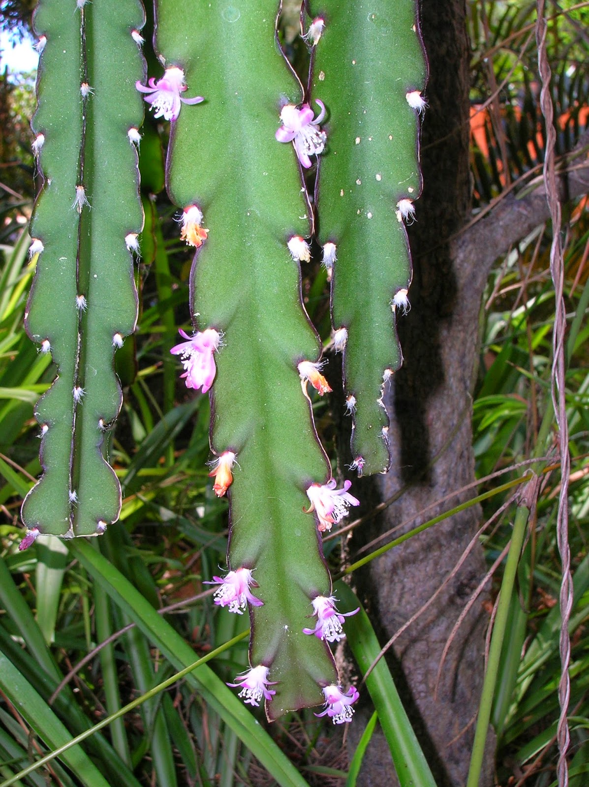 Recregarden LEPISMIUM CRUCIFORME