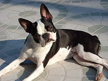 Confused Boston Terrier dog
