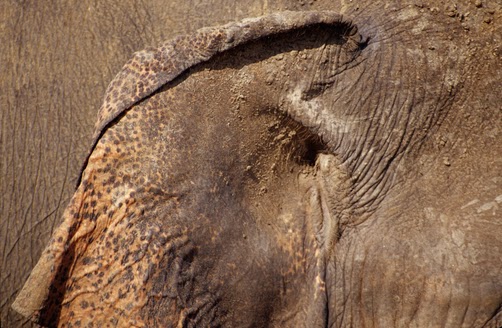Animal Trivia : Where is elephant's ear holes?