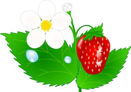 Pictures Of Flowers Clipart Pictures Of Flowers Clipart