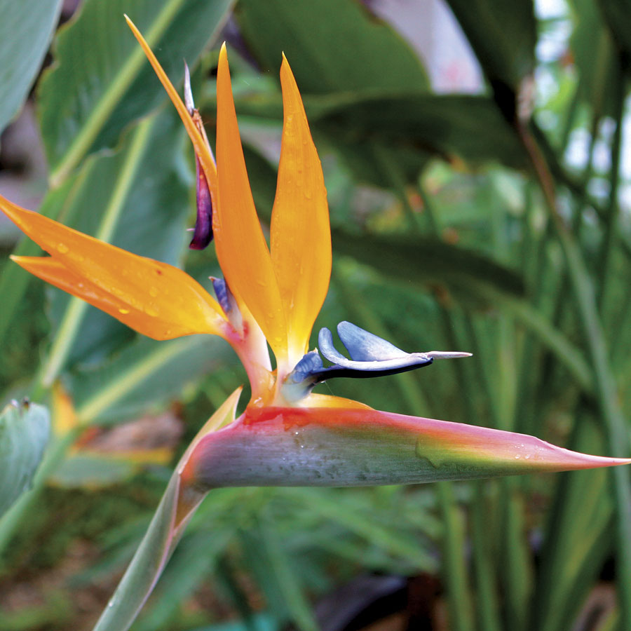 Bird In Everything: Bird Of Paradise Bulbs