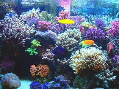 LA NUEVA CARAVANA: ARRECIFES DE CORAL