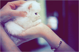 976034206.gif