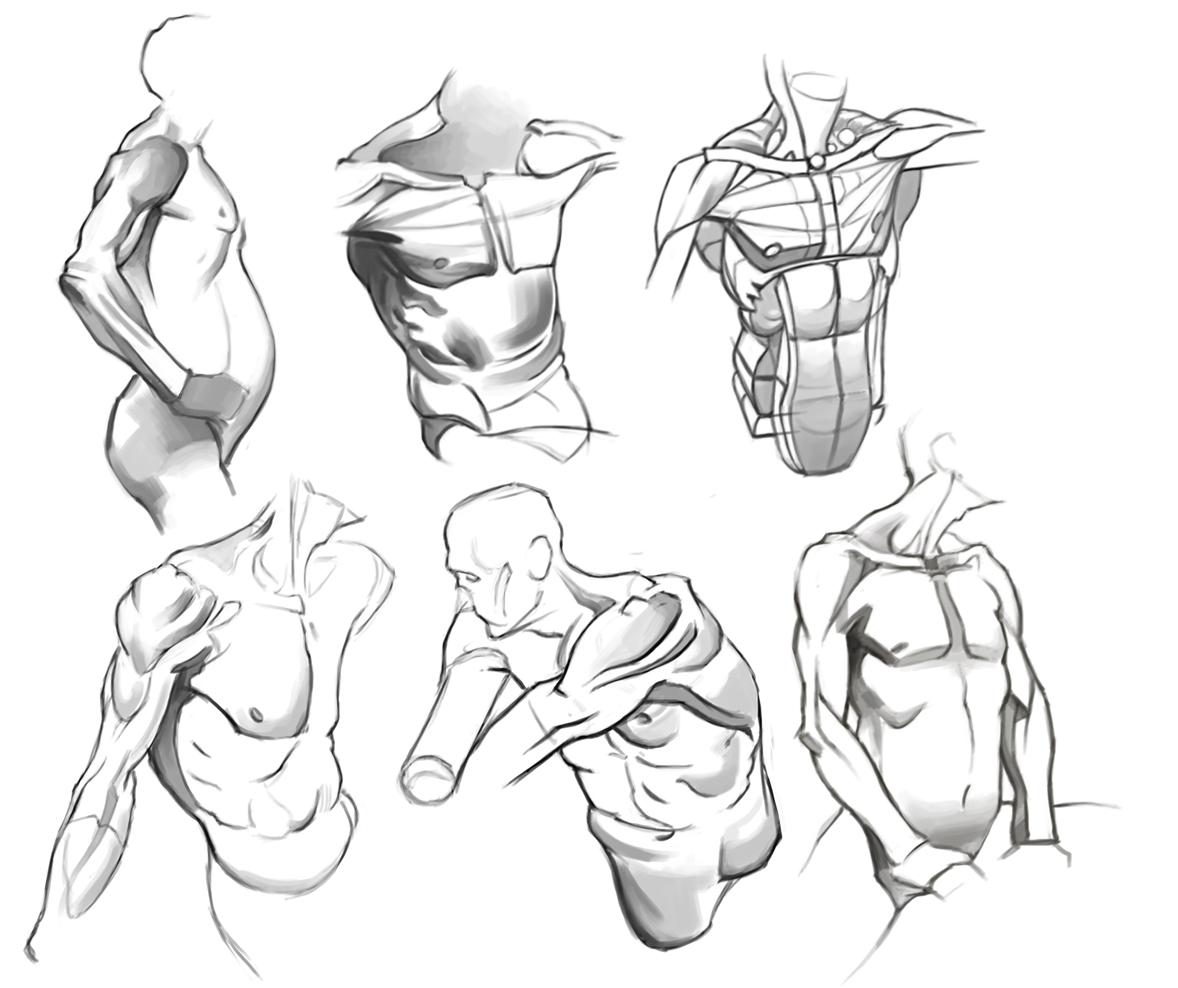michael hampton anatomy book
