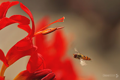 high speed continuous shooting - hoverfly heading towards a red crocosmia lucifer flower