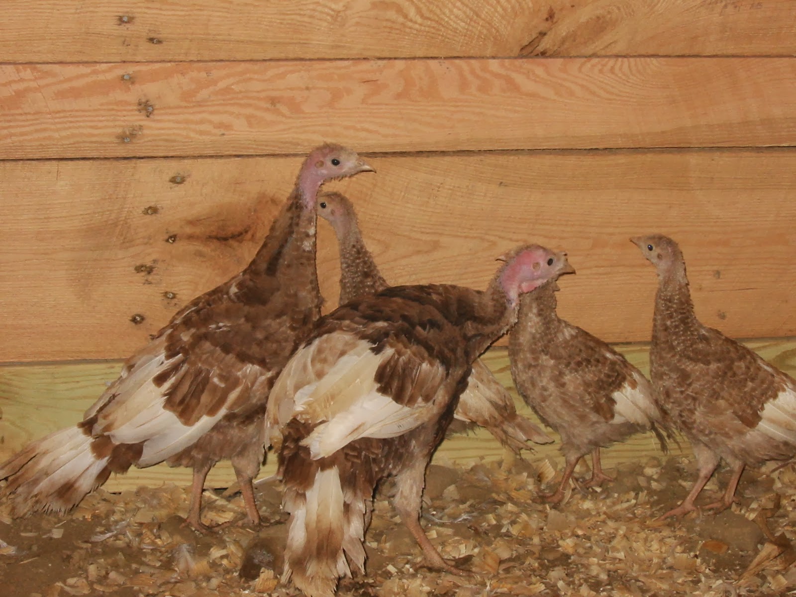 Fitzgerald's Family Farm Bourbon Red Turkeys Join Our Mini Farm