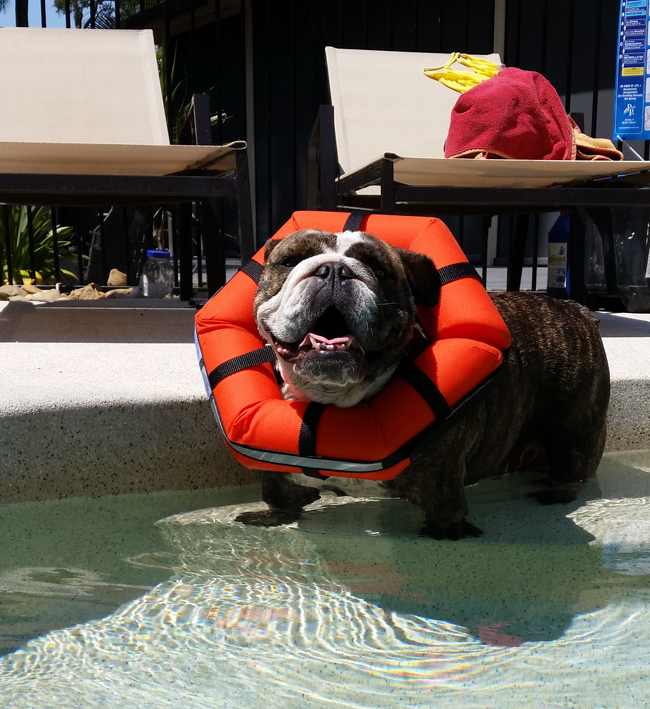 Hedz UP Pets Watercollar PFD for Dogs Australian Dog Lover