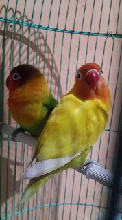 ciri-ciri lovebird pastel kuning bersih ciri-ciri lovebird pastel kuning bersih