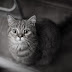 MENGAPA KUCING SUKA MENJILATI TUBUHNYA?