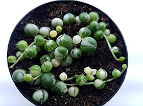 dOeS aNyOnE hAvE a bLuE oR pUrPLe StRiNg oF pEaRLs?! cAn wE sEe PiCtUrEs”  No you can't, because it's fake and photoshopped. : r/houseplantscirclejerk