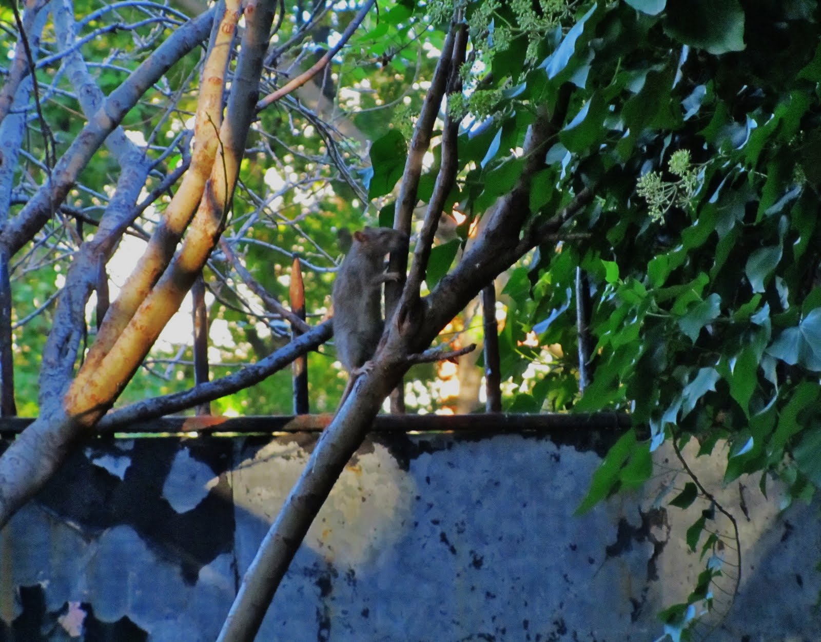 EV Grieve And now, a photo of a rat climbing a tree in Tompkins Square