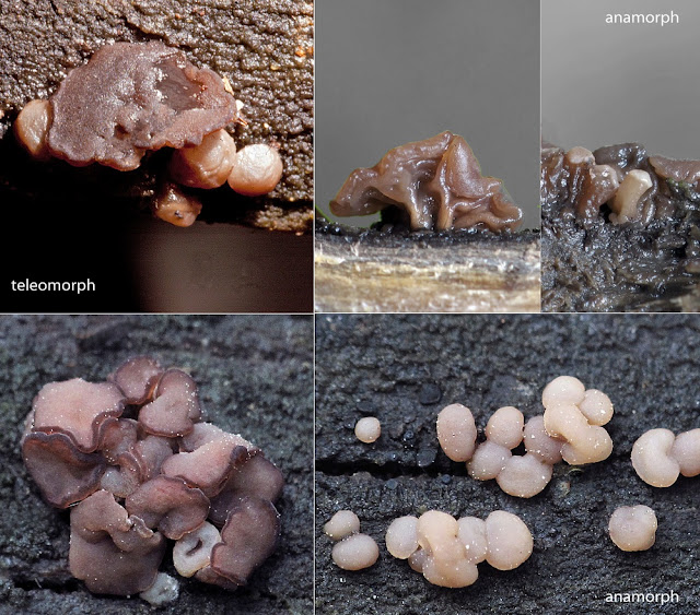 Ascocoryne solitaria
