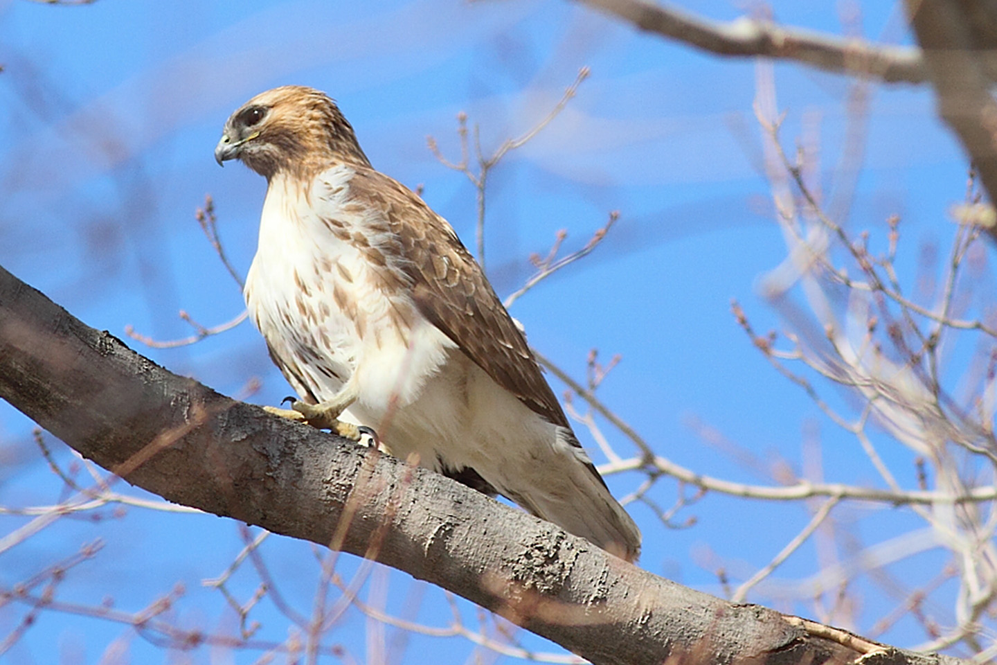 RedTailed Hawk Nest 20092017 Male and Female RedTailed hawk seen