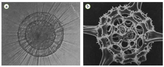 Contoh dari Filum Actinopoda. Heliozoa dan Radiozoa
