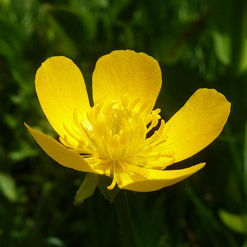 buttercup flower wallpaper buttercup flower wallpaper