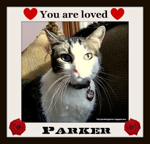 Purrz and Prayers for sweet Parker