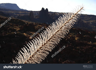 Skeleton Tajinaste red (Echium wildpretii) is an endemic plant of Teide National Park.when he dies becomes a skeleton that can last several years in the landscape of Las Cañadas del Teide Skeleton Tajinaste red (Echium wildpretii) is an endemic plant of Teide National Park.when he dies becomes a skeleton that can last several years in the landscape of Las Cañadas del Teide