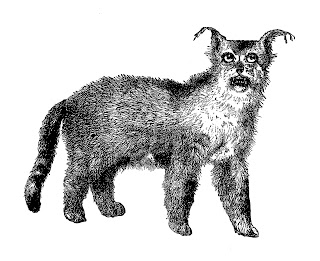 digital Lynx download lynx download animal image illustration