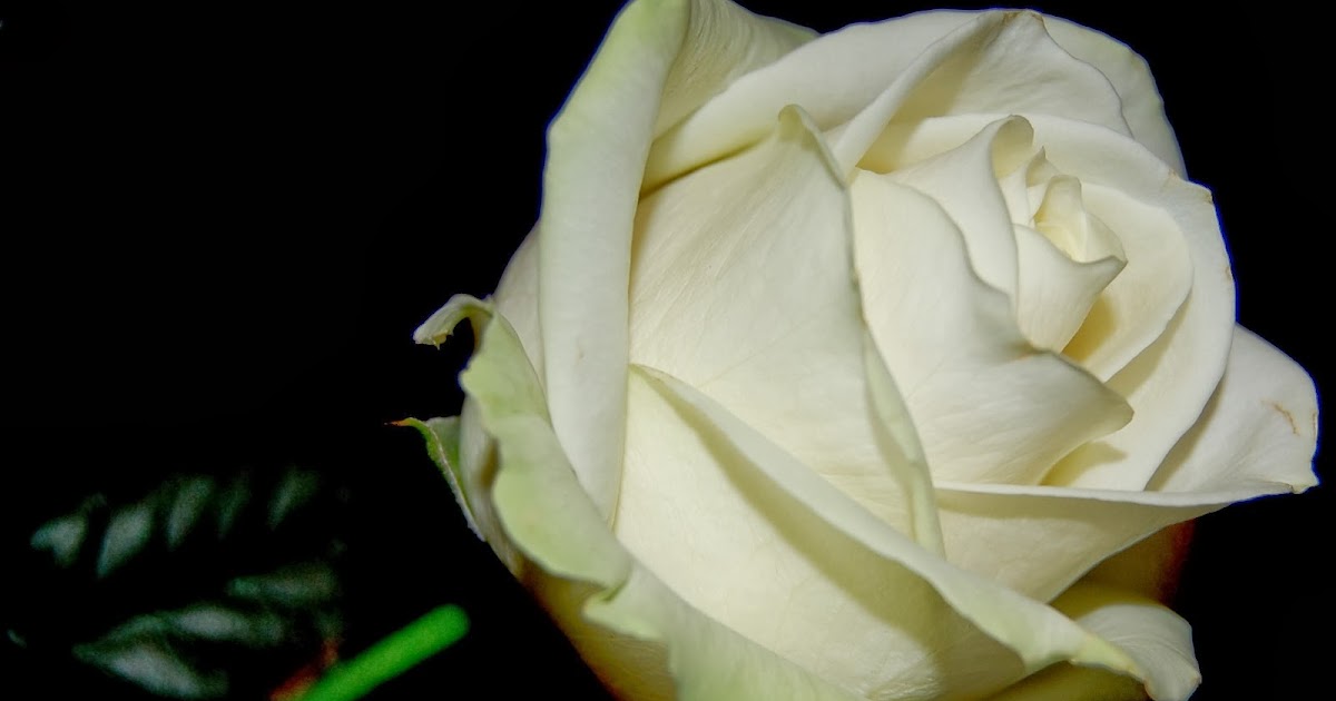 Beste Gedicht in evenwicht: Witte roos CB-91