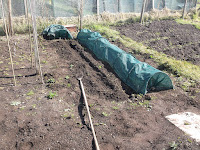 Allotment Growing - Sowing Peas