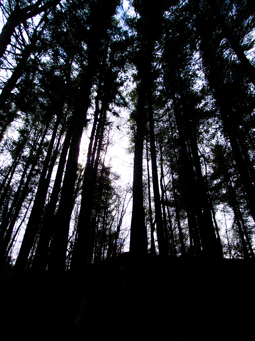 White Pines on the Hemlock Trail - Mt. Pisgah Hemlock Hardwoods State Natural Area near Ontario Wisconsin