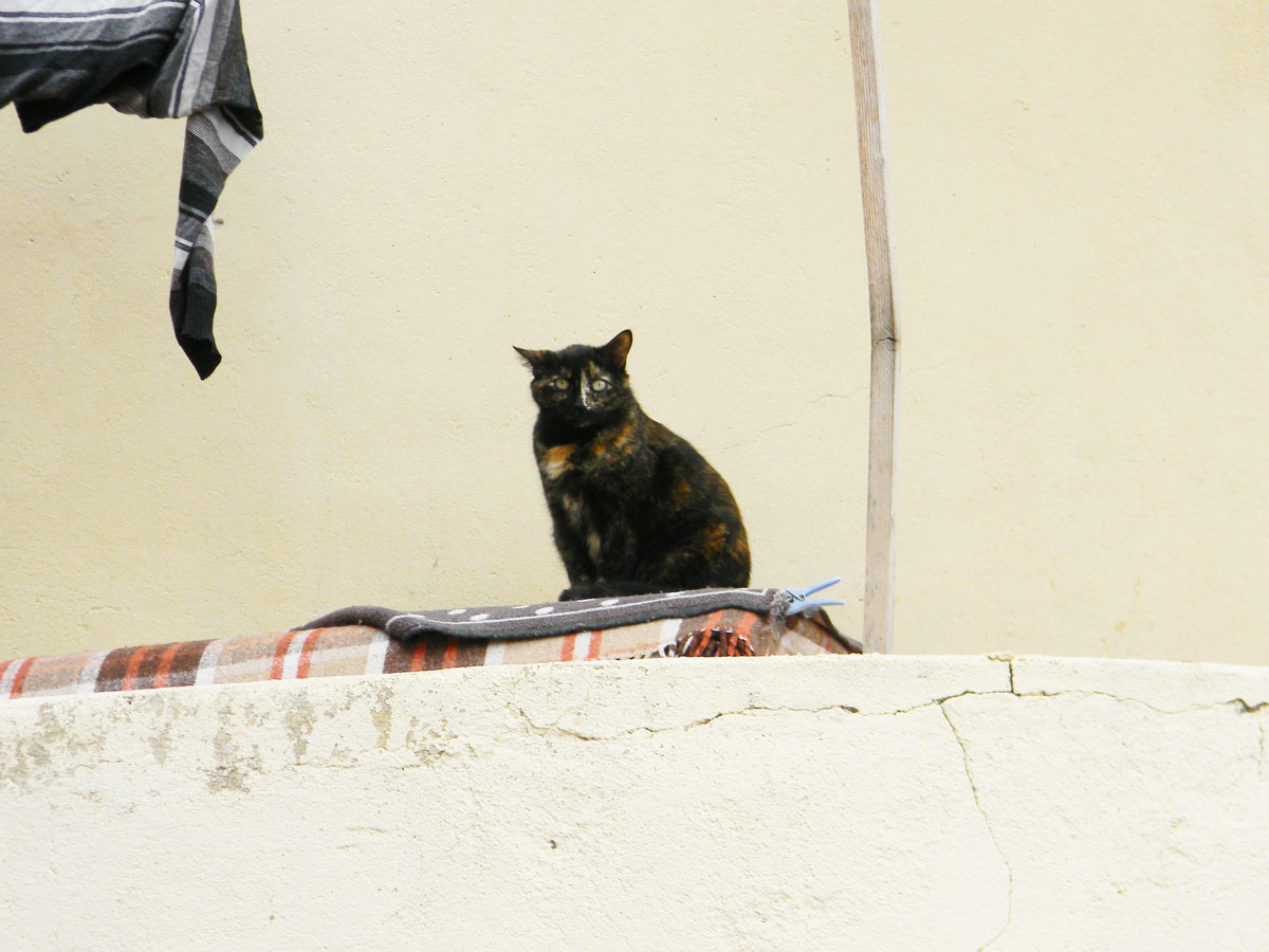 Journée internationale du chat - Un chat dans la rue Journée internationale du chat - Un chat dans la rue
