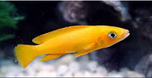 Jenis Ikan Hias Air Tawar  Aquarium Lemon