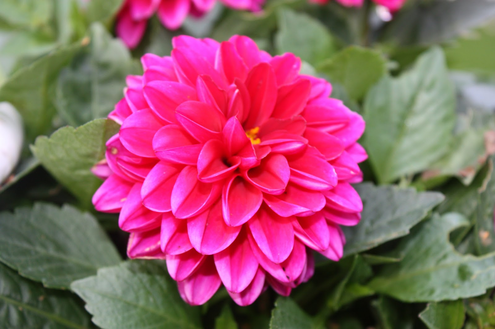 Isa's Fotos: Sommer Blumen Bilder!