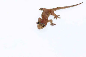 Hemidactylus frenatus, gecko, white background