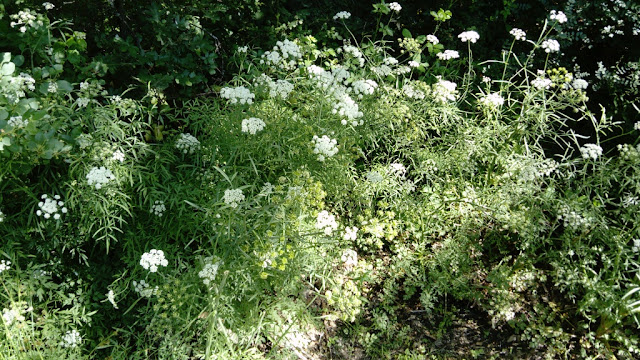 Anís (Pimpinella anisum L.).