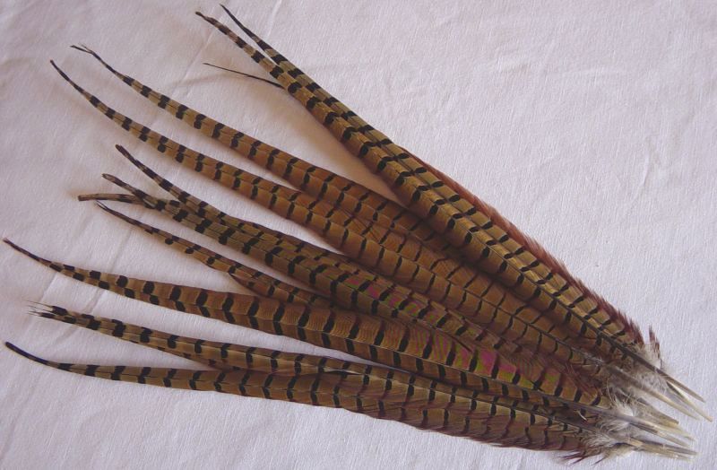 птичье перо. размах перьев. бекас долгонос птица. бекасиные перья. перо декоративное длинное.