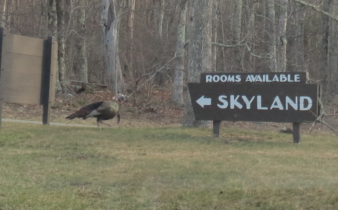 We Did See A Lot Of Wild Turkeys Along The Drive And In Woods