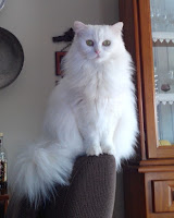 Kitty