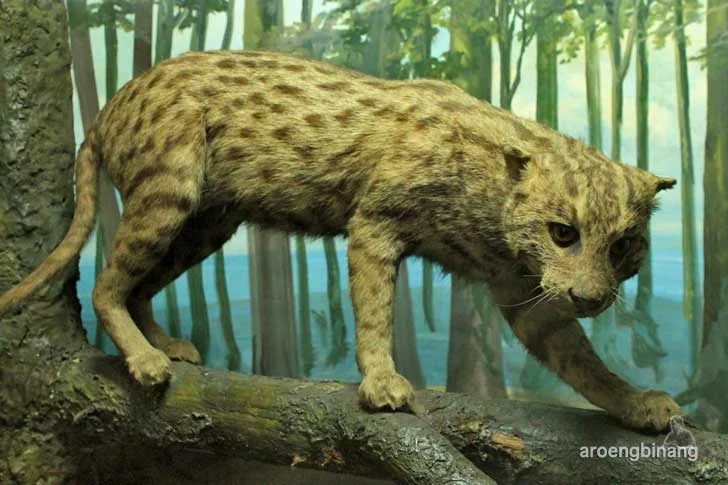 kucing akar museum zoologi bogor