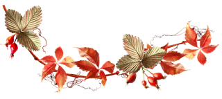 png%2Bsus%2Bflatcast%2Bbiz%2Bdert%2Bzengini%2B%2528231%2529.png