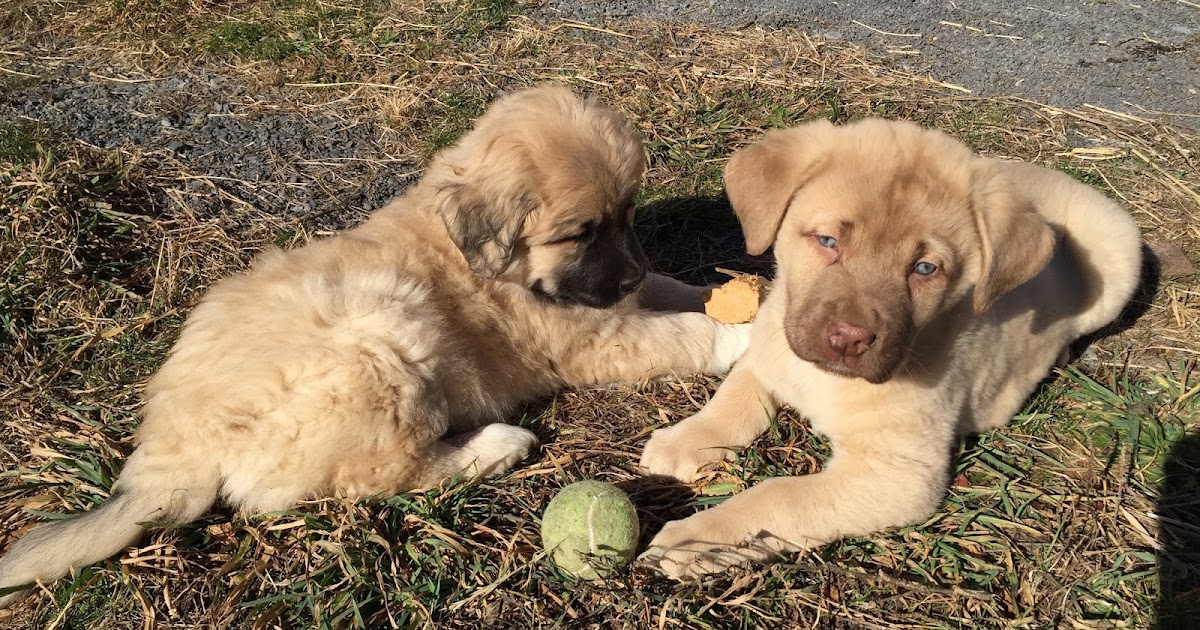 Cotton Hill Creamery Spring Again!