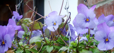 The sweet faces of pansies.
