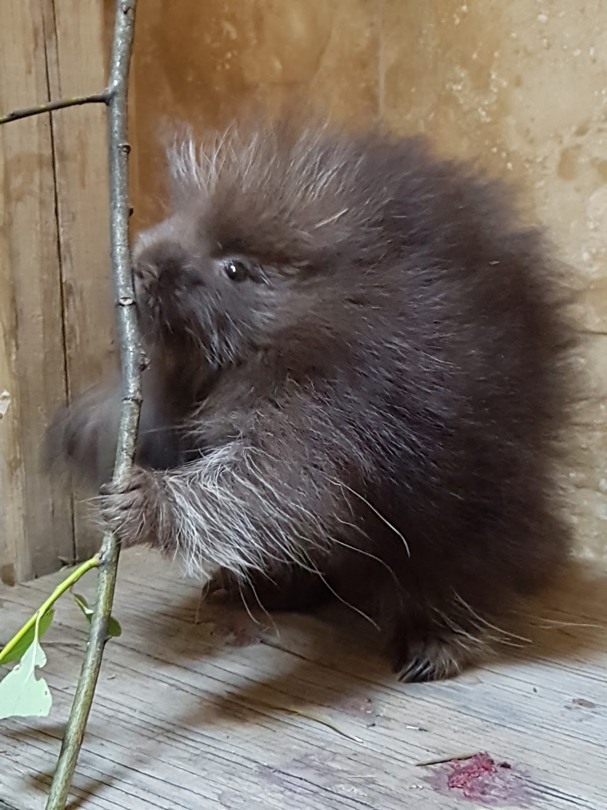 Porcupine Release Northern Lights Wildlife Society