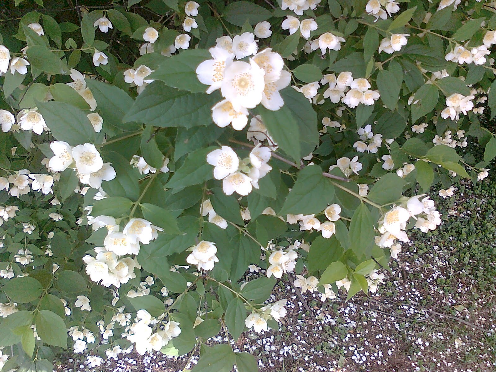 era la mattina di natale...: Maggio mese delle rose..