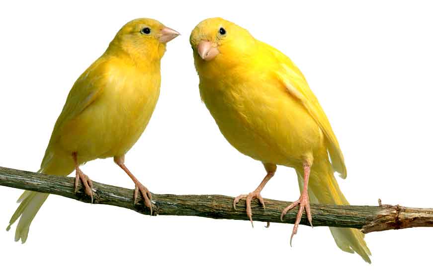 burung kenari Cara Merawat Burung Kenari Agar Memiliki Suara Indah