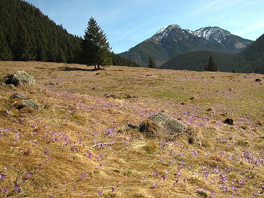 Polana Chochołowska. Widok na Kominiarski Wierch. Polana Chochołowska. Widok na Kominiarski Wierch.