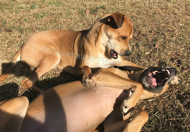 Caption This Puppy Photo -- Funny Dog Meme -- "Stop, I'm So Ticklish!" via Devastate Boredom