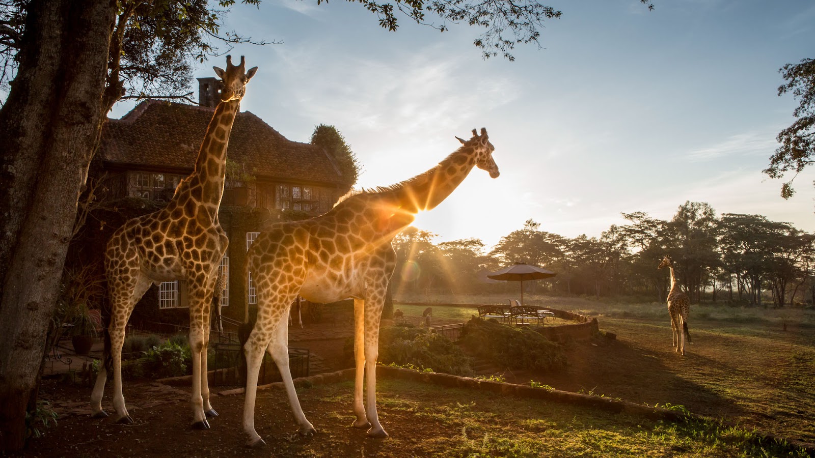 Giraffe Centre Top choice wildlife reserve in Nairobi - Africa Family ...