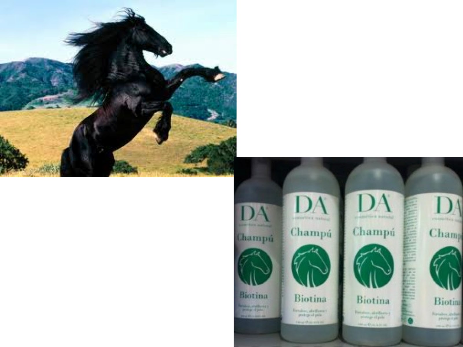DermatologoValencia El “champú del caballo” y el poder de la publicidad
