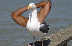 animales arms brazos animals combined animal absurda birds poner maravillosa pero moda imagenes bird reddit alting ingenting og imgur epik