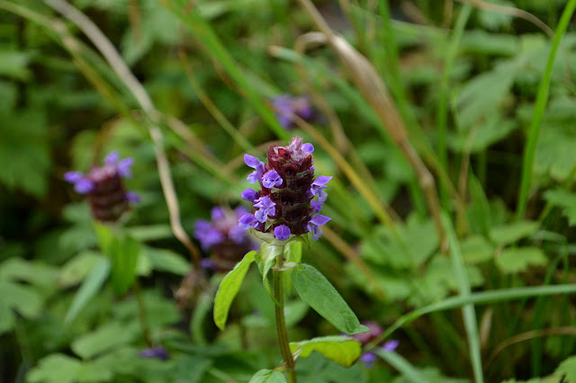 tuft of purple flowers around a barrel shaped center