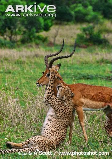 Interactions between african mammals